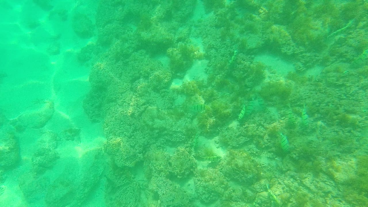 A larger coral formation sits beside pale sand in Palmilla Los Cabos, Baja California Sur, with faint small fish shapes in green water and no visible people.