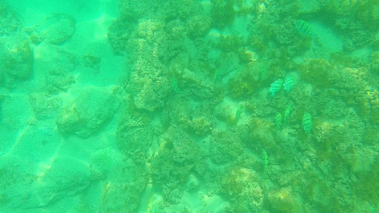 Opening underwater frame from Palmilla Los Cabos showing turquoise water over a rocky coral seabed with pale sand channels and small striped fish, no visible people.