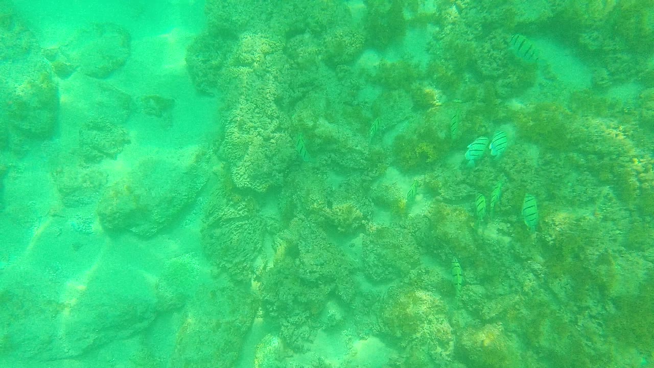 Underwater Palmilla Los Cabos frame with small striped fish near the center, coral-coated rocks below, and green-turquoise water light across the sand, no visible people.