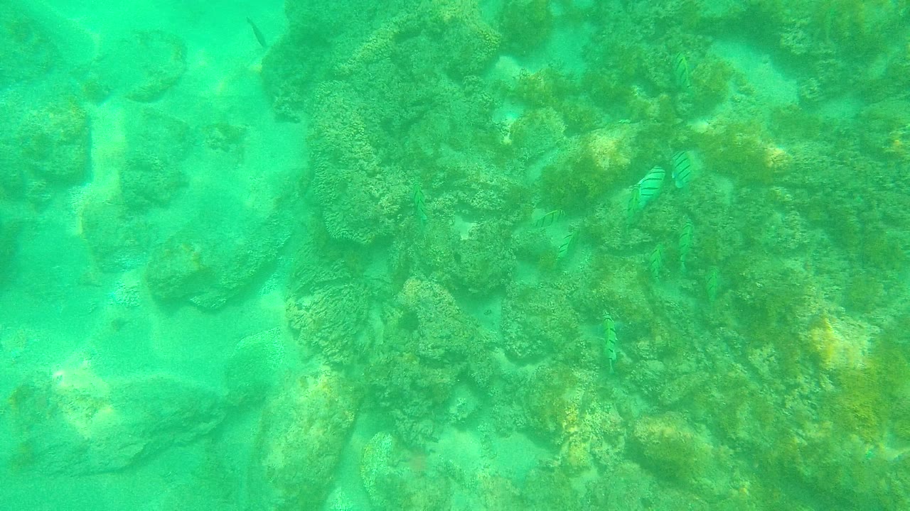 Palmilla Los Cabos underwater view showing a denser cluster of rocks and coral on the right side, sandy bottom on the left, and small fish near the rocks, no visible people.