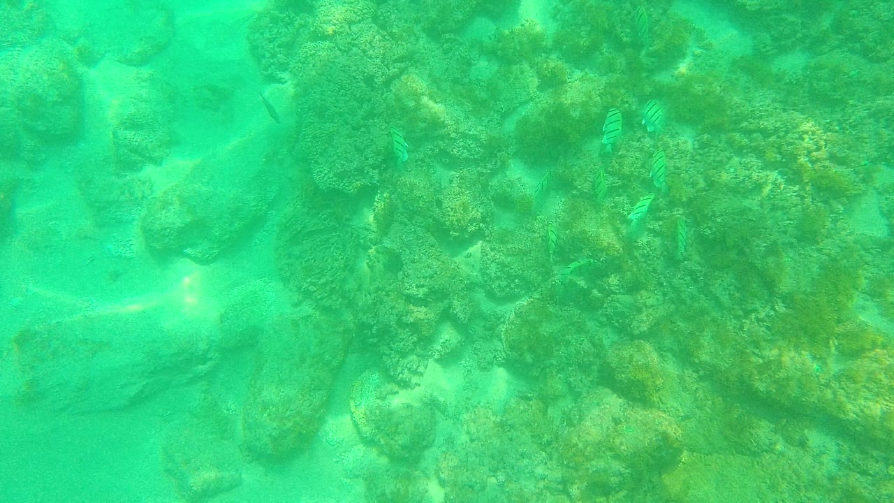 Clear underwater scene with rocks, coral, sand, and small fish.