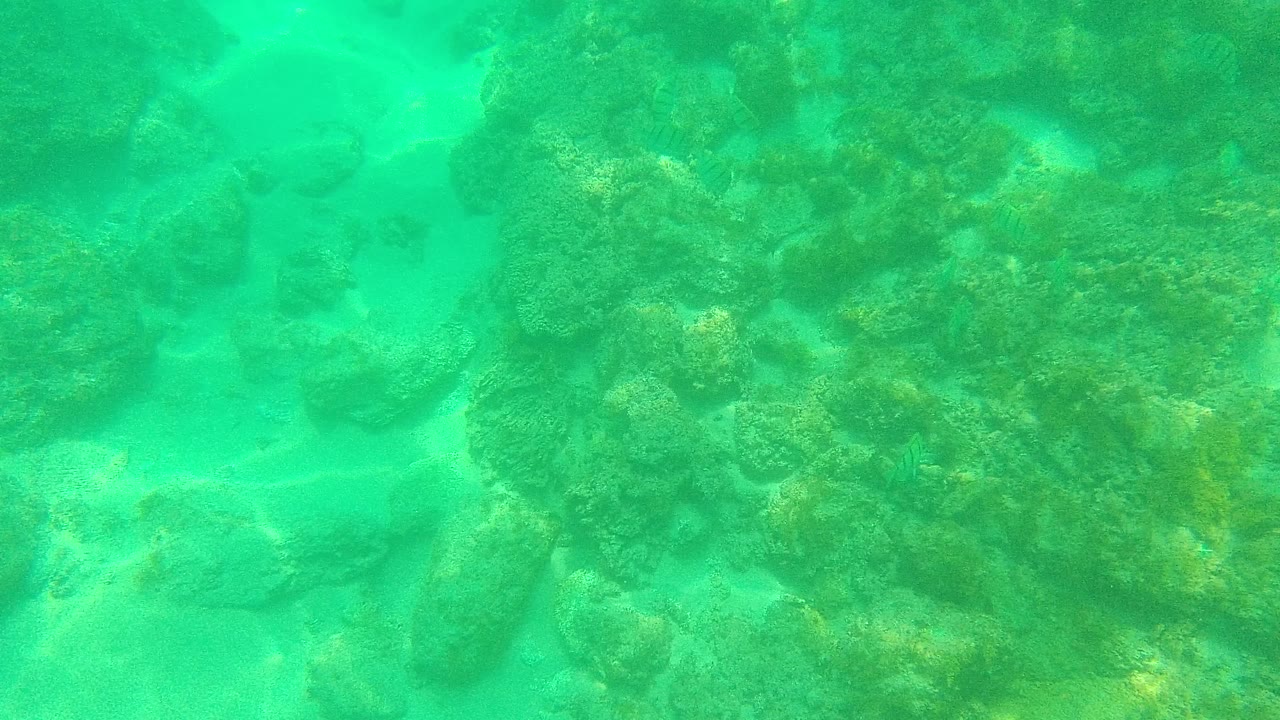 Turquoise underwater reef with coral, rocks, and sandy gaps.