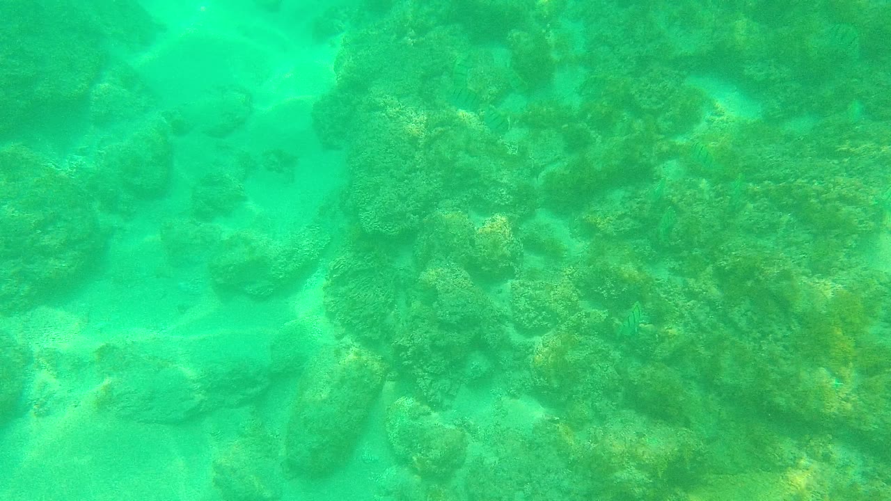 Underwater view at Palmilla Los Cabos showing clustered coral, darker rocks, and light sand visible through clear green-blue water with no visible people.