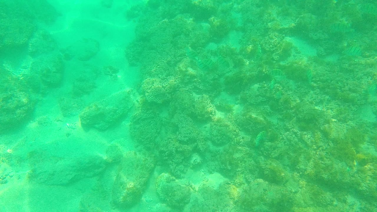 Mid-clip frame of rocky coral seabed in Palmilla Los Cabos, where pale sand channels run between reef clusters and no people are visible.