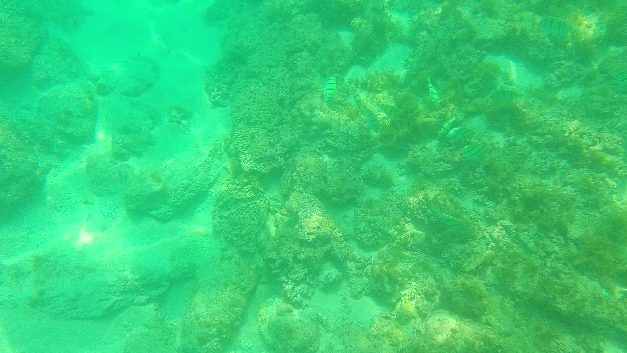 Underwater frame from Palmilla Los Cabos with coral rocks across the foreground, soft green filtered light, sandy bottom, and no visible people.