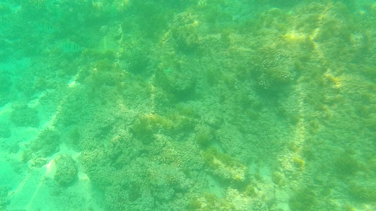 Rocky ocean floor with sand channels under green water