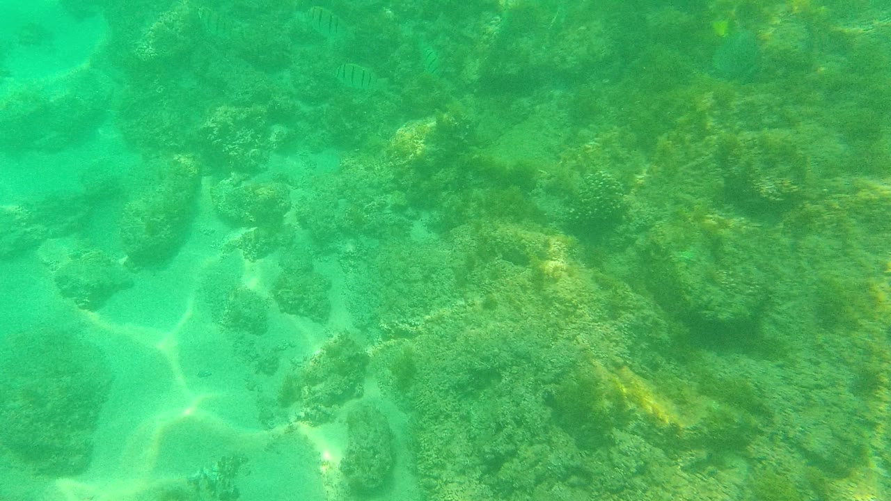 Underwater Palmilla Los Cabos view with small fish faintly visible around reef rocks, pale sand, and no visible people.