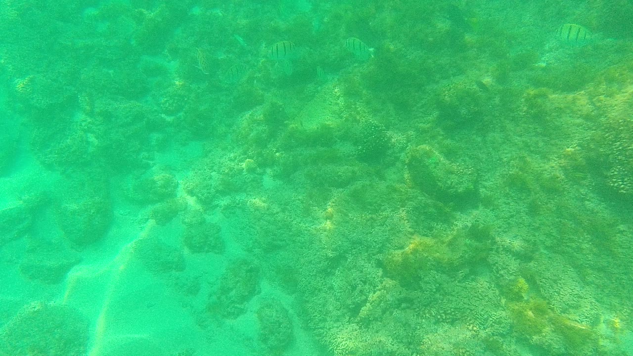 Turquoise underwater reef with small fish near the top