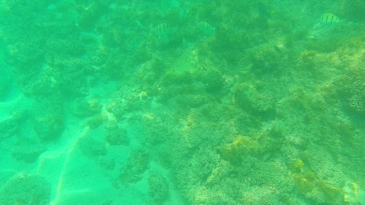Palmilla Los Cabos underwater frame with reef rock across the center, a light sand channel at lower left, faint small fish near the top edge, and no visible people.