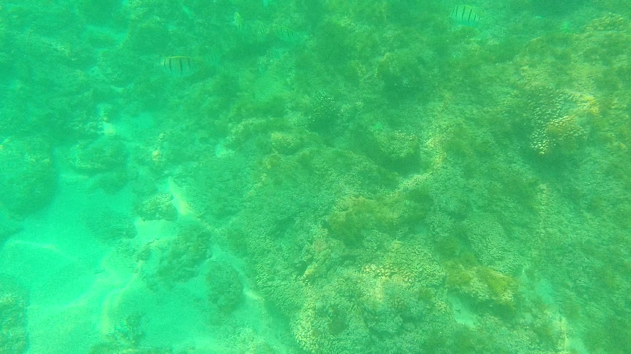 Clear turquoise underwater view in Palmilla Los Cabos with coral rock filling the middle, pale sand curving through the left side, tiny fish near the upper water, and no visible people.