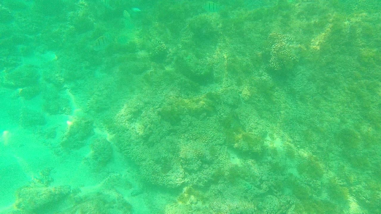 Palmilla Los Cabos reef frame with green-tinted clear water, rough coral formations across the right side, sandy bottom opening at left, small fish near the upper frame, and no visible people.