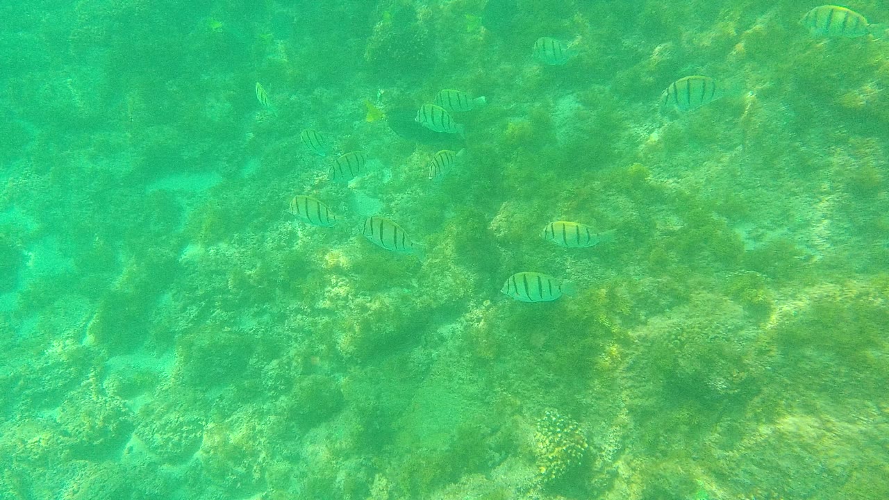 Striped fish swim above a rocky coral reef in green-blue water at Palmilla Los Cabos, Baja California Sur, Mexico, with no visible people.