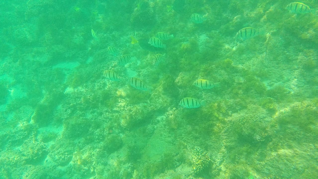 Several striped fish appear across the upper and middle reef over rocks and marine vegetation in Palmilla Los Cabos, with no visible people.