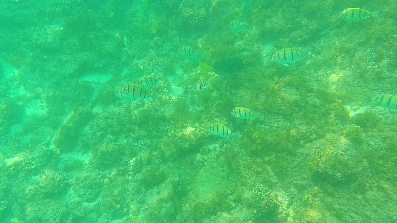 Striped fish cluster near coral heads and pale sandy gaps in green underwater light at Palmilla Los Cabos, with no visible people.