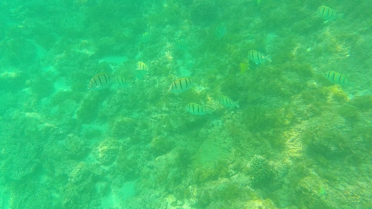 Striped fish are scattered above a rocky coral seabed with green water haze and soft sunlight in Palmilla Los Cabos, with no visible people.