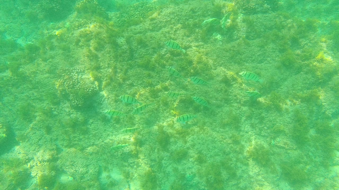 Striped fish over a green coral reef in clear water.