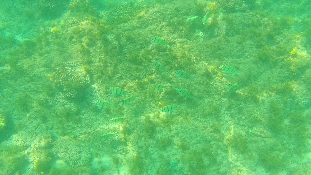 Several small striped fish appear over the shallow rocky reef at Palmilla Los Cabos, with green water and no visible people.