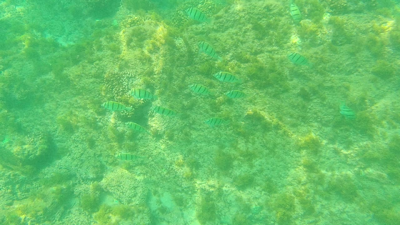 Striped fish are spread across coral and rock patches in Palmilla Los Cabos, Baja California Sur, under filtered green light with no visible people.