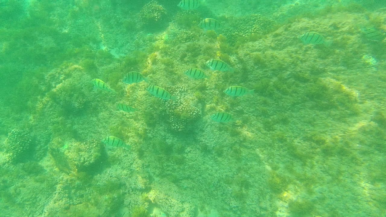 A loose group of striped fish moves over algae-covered underwater rocks at Palmilla Los Cabos, with no people or manmade objects visible.