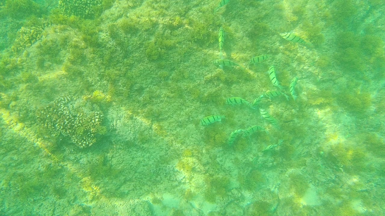 Striped fish over green underwater reef