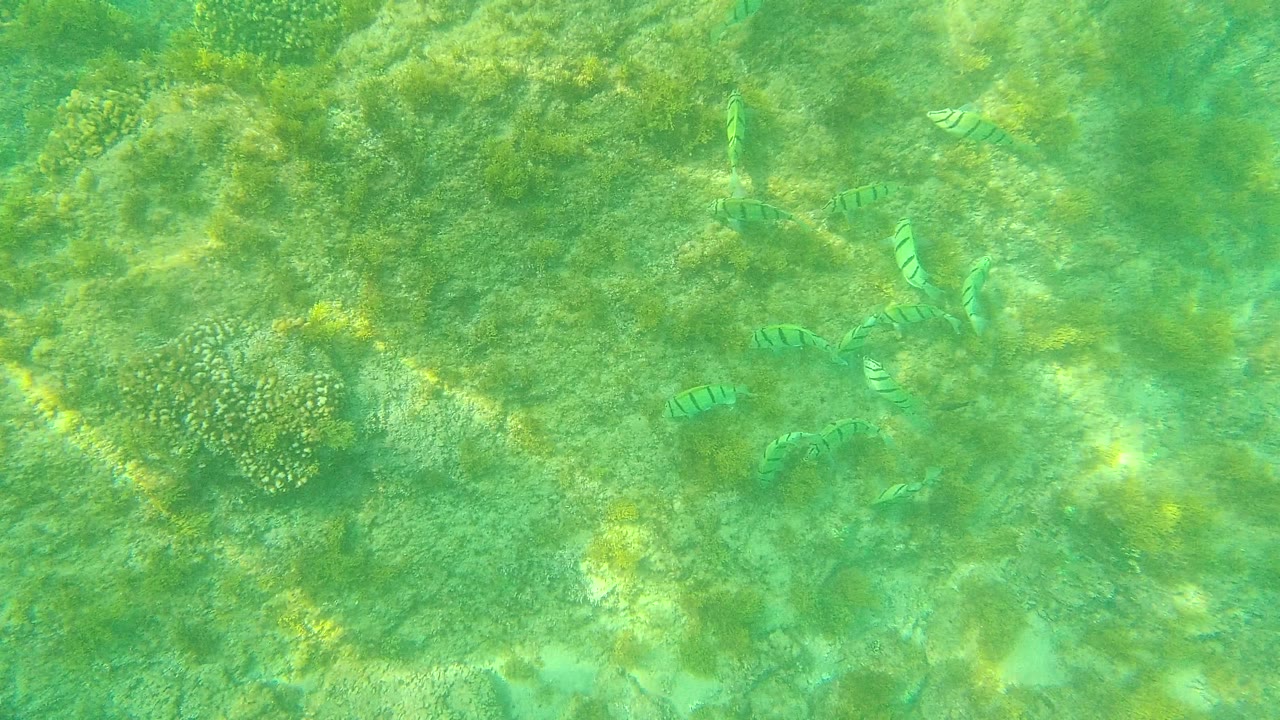 Small striped fish are visible above coral patches and rocky seabed in greenish water at Palmilla Los Cabos, Mexico, with no visible people.