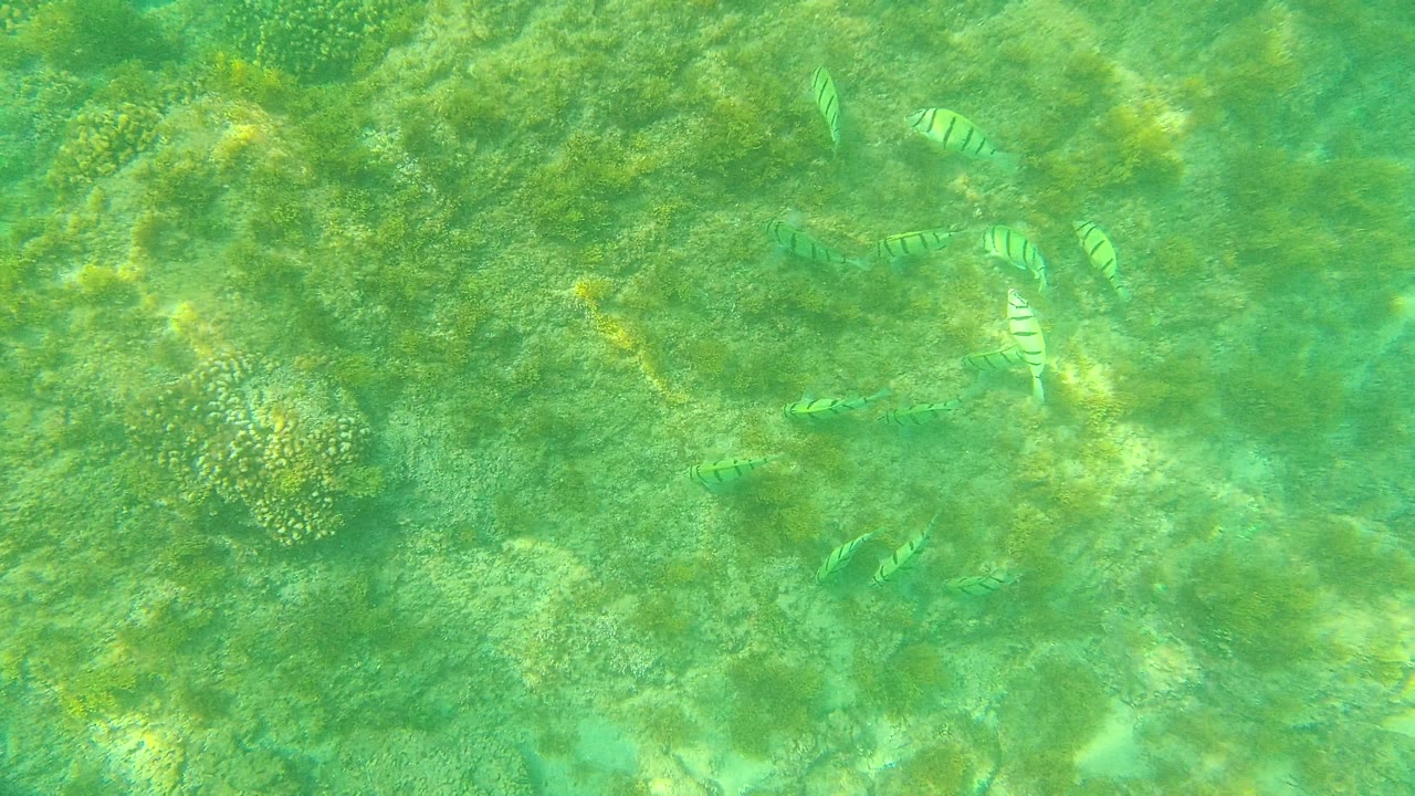 Several striped fish move near rounded coral and rock formations in clear green water at Palmilla Los Cabos, Mexico, with no visible people.