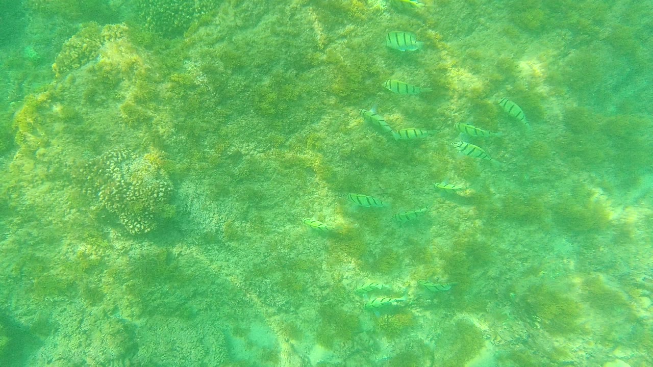 Striped fish appear over a textured coral reef with bright sunlight patterns across green water at Palmilla Los Cabos, Mexico, with no visible people.