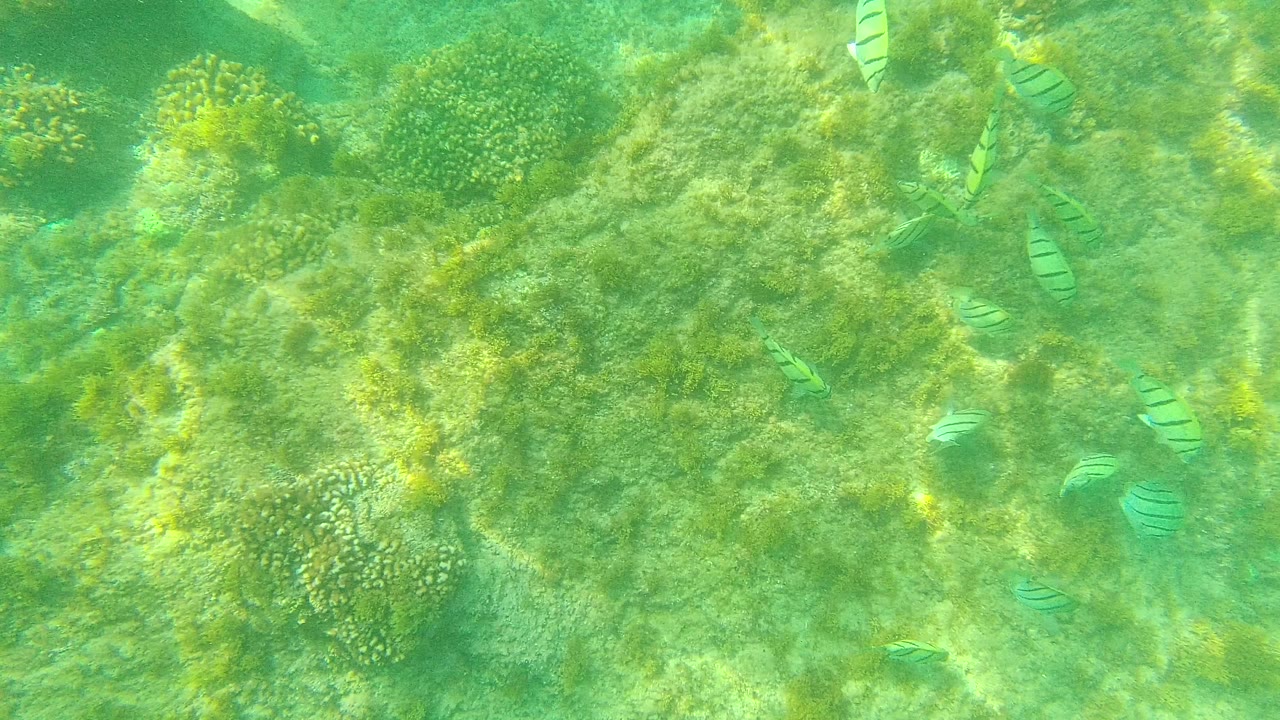 Striped fish over green seagrass and coral underwater