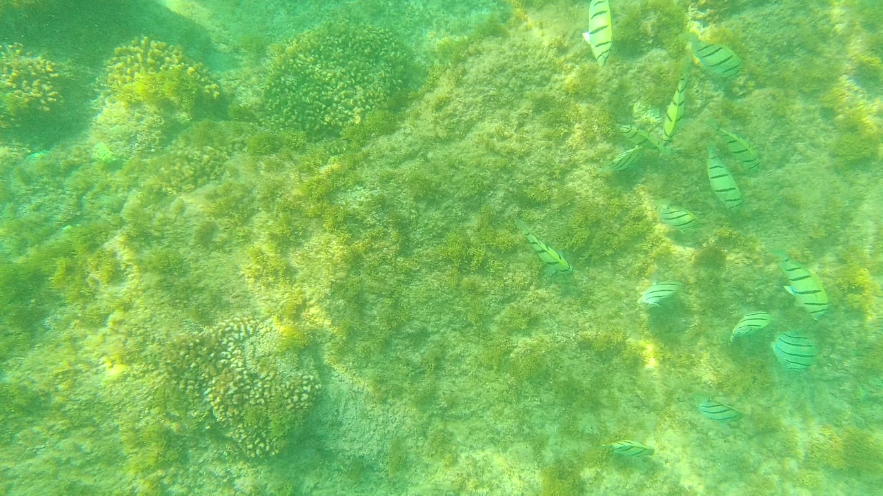 Several striped fish cross shallow green-blue water above seagrass and rounded coral patches in Palmilla Los Cabos, Mexico, with no visible people.