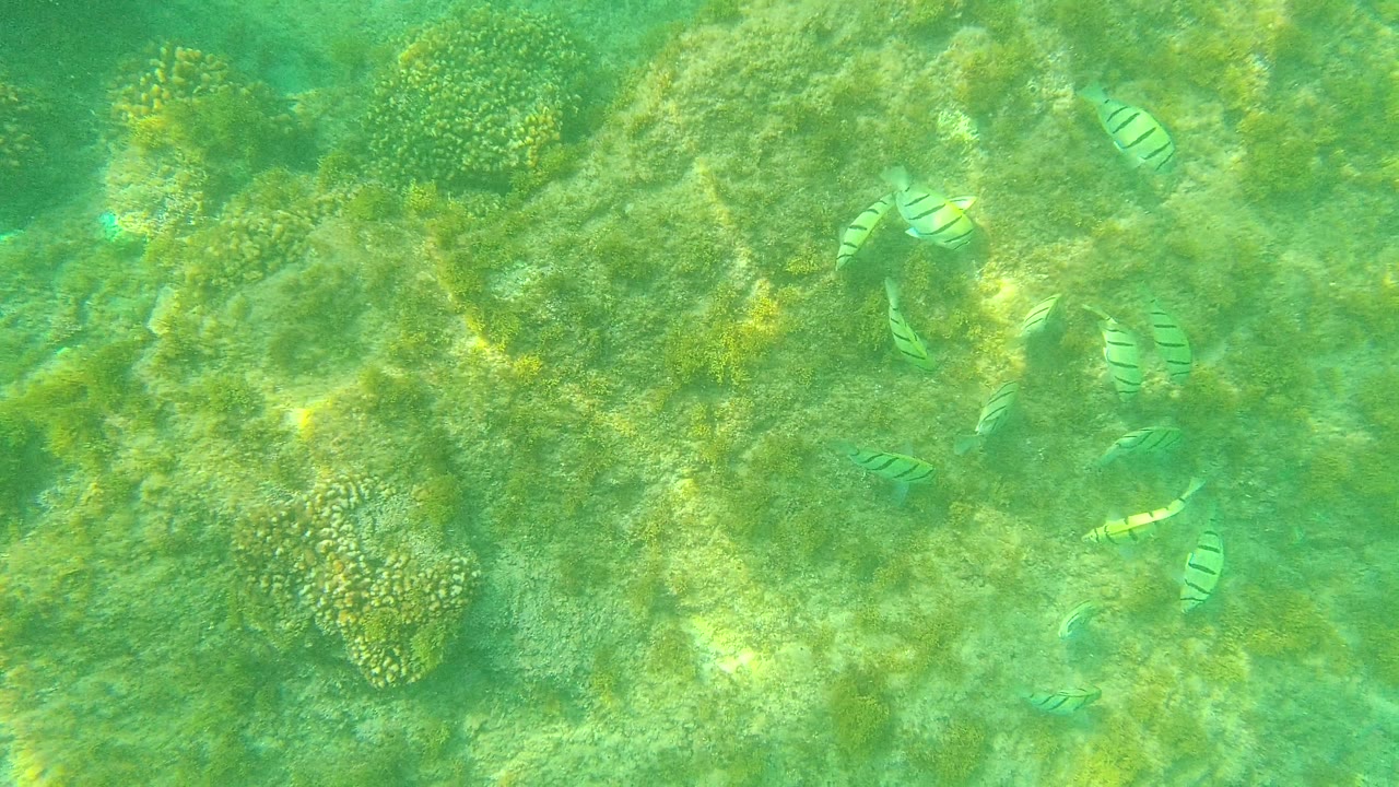 Striped fish are spaced across green underwater light near coral heads and textured seagrass in Palmilla Los Cabos, Mexico, with no visible people.