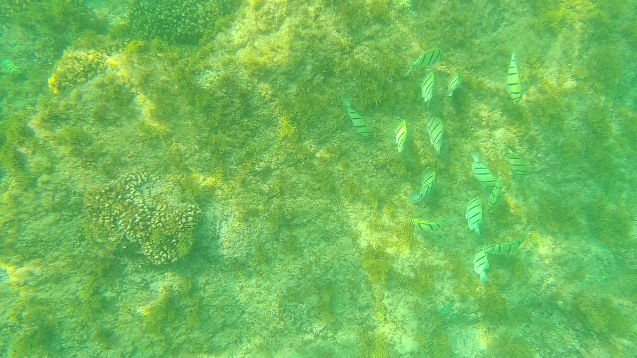 Striped fish swim through bright green water over patchy seagrass and coral growth in Palmilla Los Cabos, Mexico, with no visible people.