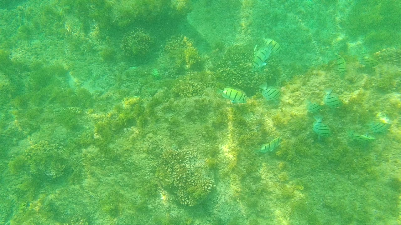 Striped fish over green underwater reef and coral.