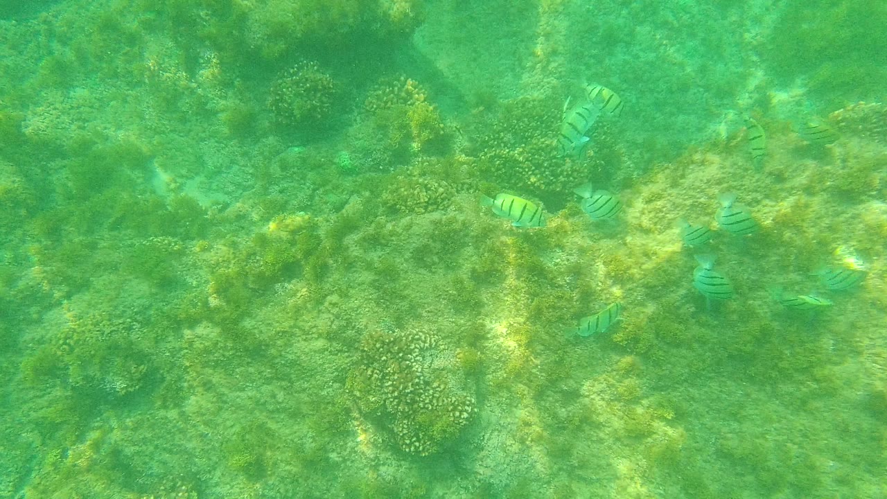 Small striped fish pass around coral heads and algae patches on the shallow seabed at Palmilla Los Cabos, Mexico, with no visible people.