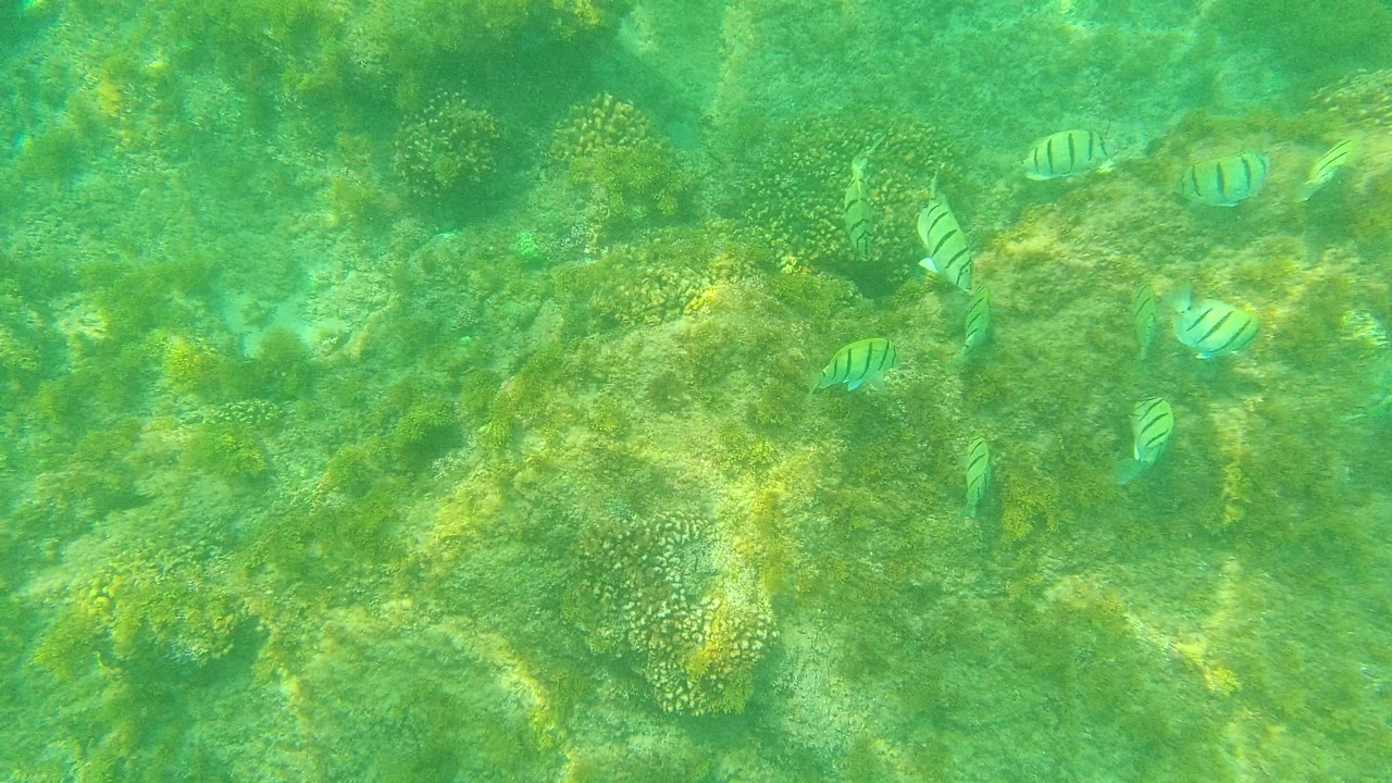 Several striped fish are spread across a sunlit green reef floor in Palmilla Los Cabos, Mexico, with coral clusters and no visible people.