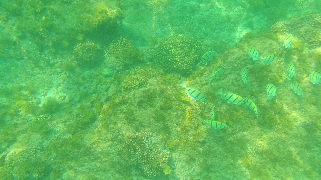 Striped fish appear over a rocky green seabed with rounded coral growth in Palmilla Los Cabos, Mexico, and no visible people.