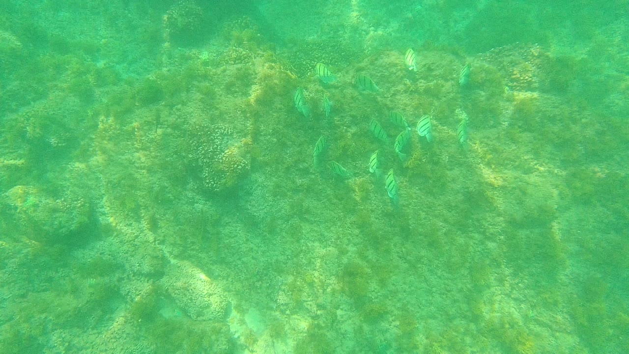 Small striped fish appear above coral patches and uneven rocks in Palmilla Los Cabos, Mexico, with blue-green water and no visible people.