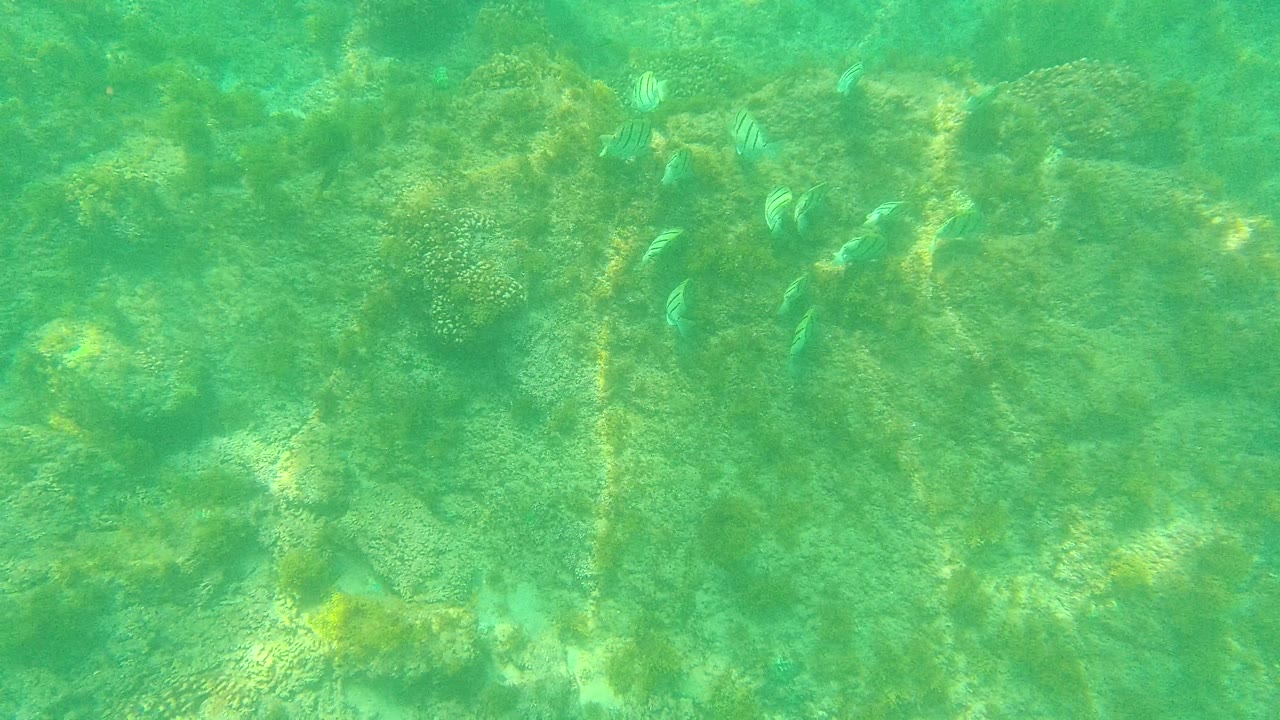 Striped fish are scattered across a sunlit rocky ocean floor in Palmilla Los Cabos, Mexico, with green water and no visible people.