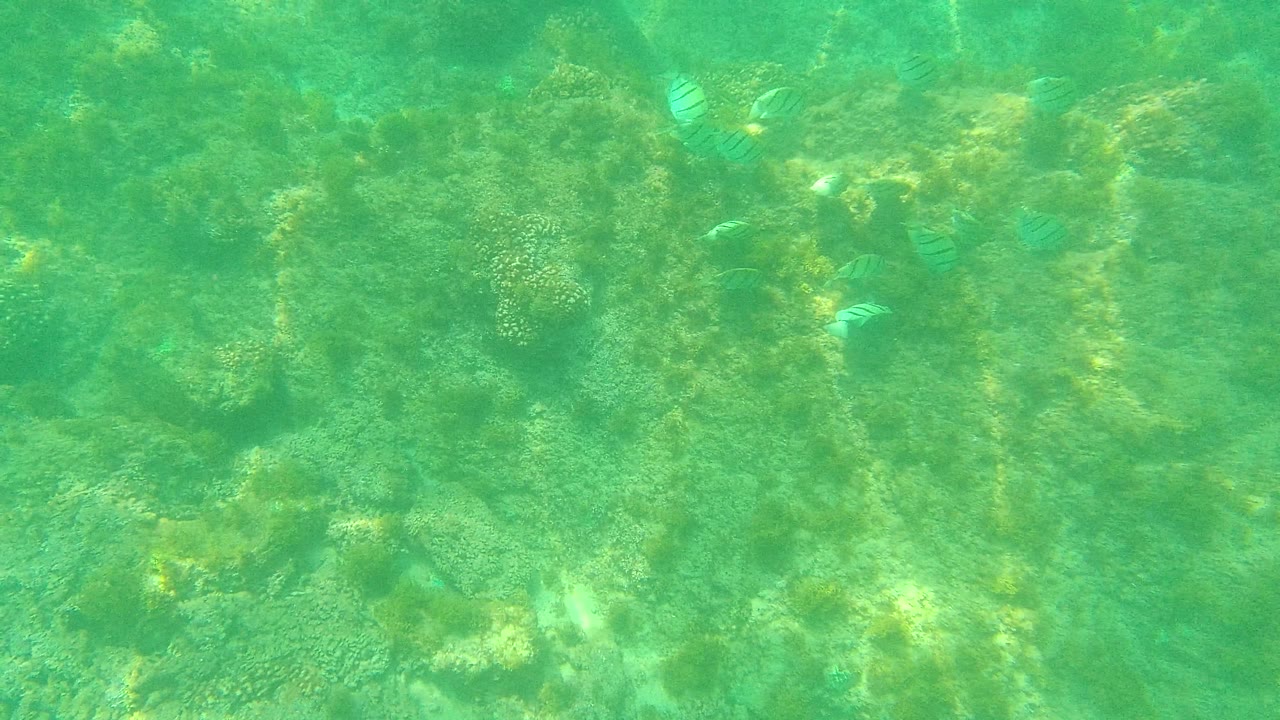 A rocky coral seabed fills the frame in Palmilla Los Cabos, Mexico, with a few striped fish visible through green water and no visible people.