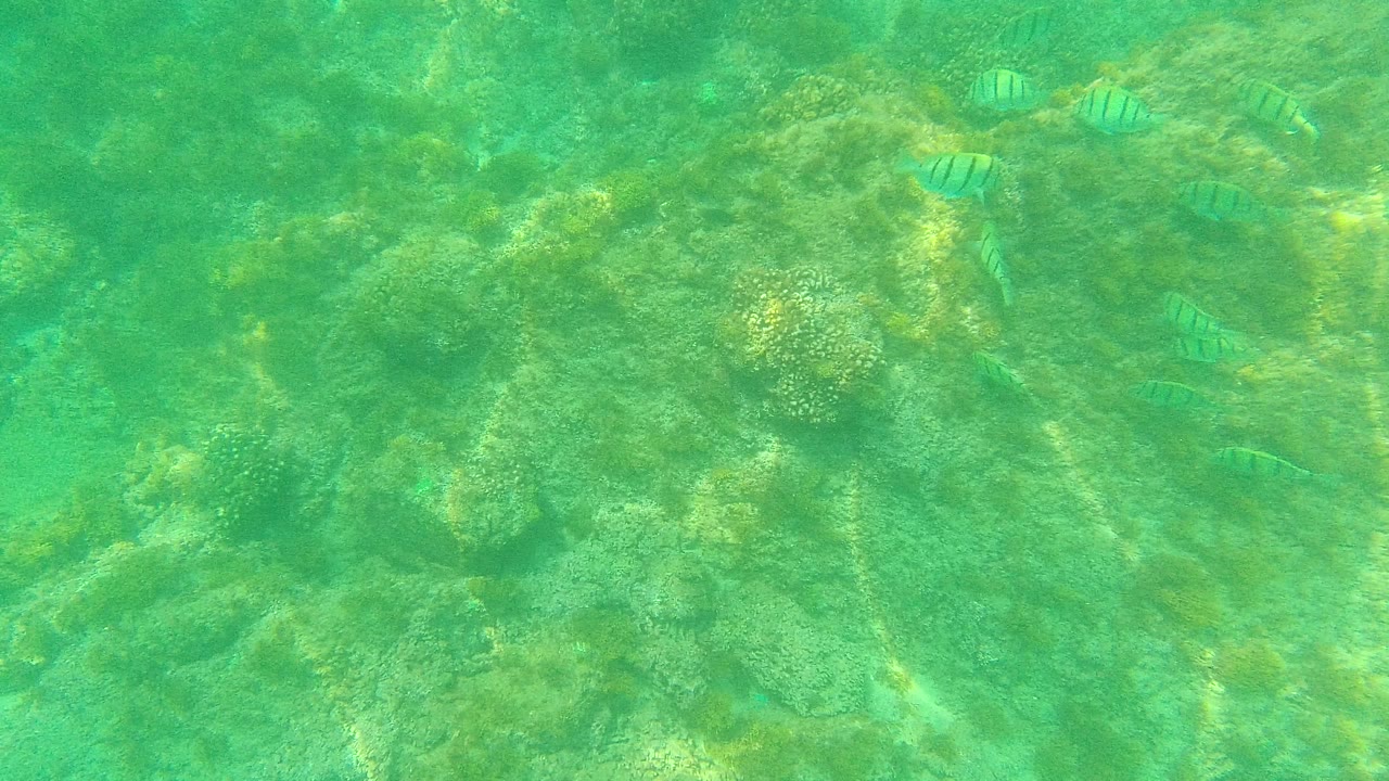 Striped fish over a rocky underwater seabed
