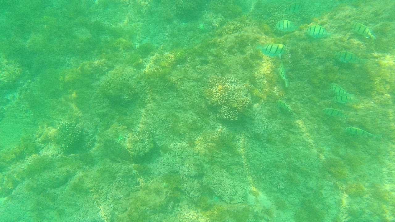 Several striped fish appear across the upper and middle frame over rocks and coral in Palmilla Los Cabos, Mexico, with no visible people.