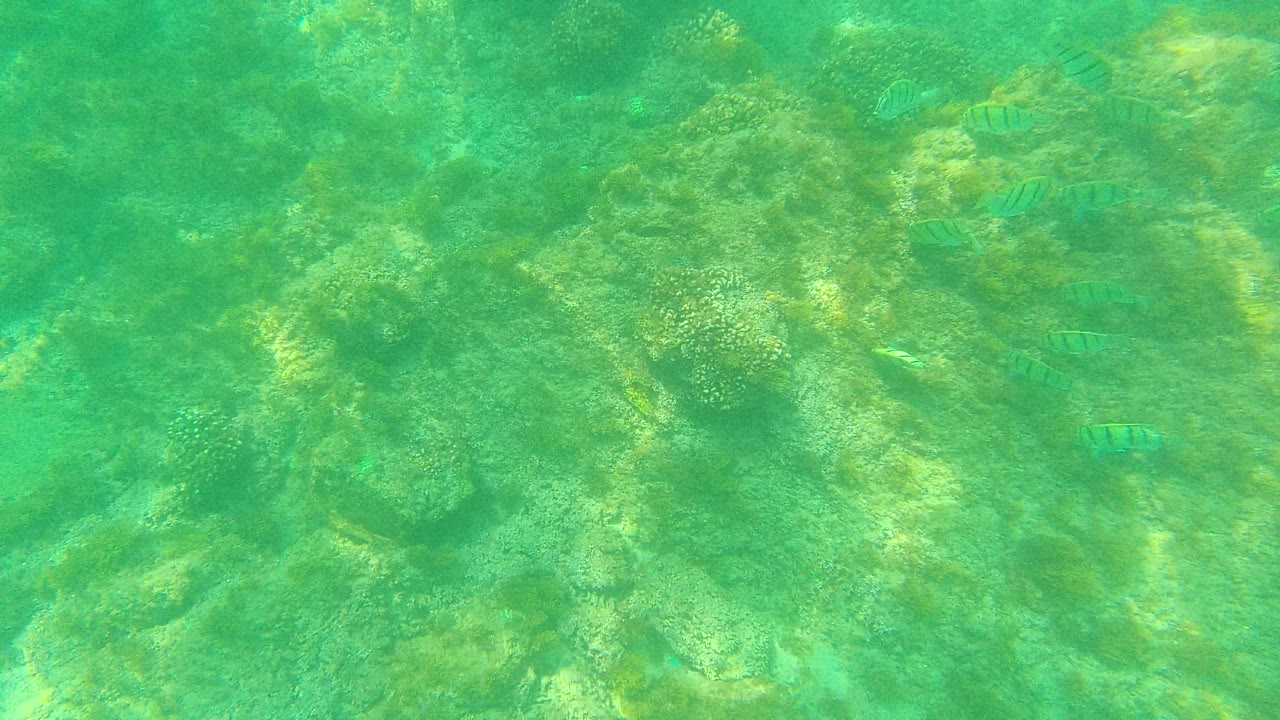 A loose school of striped fish moves near coral heads and darker rocks on the ocean floor in Palmilla Los Cabos, Mexico, with no visible people.