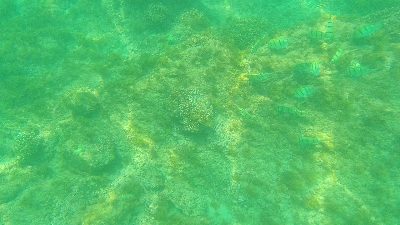 Striped fish continue across shallow green-blue water above a rocky seabed in Palmilla Los Cabos, Mexico, with no visible people.