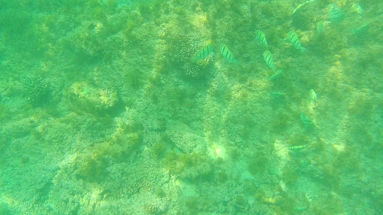Striped fish over a green underwater coral reef