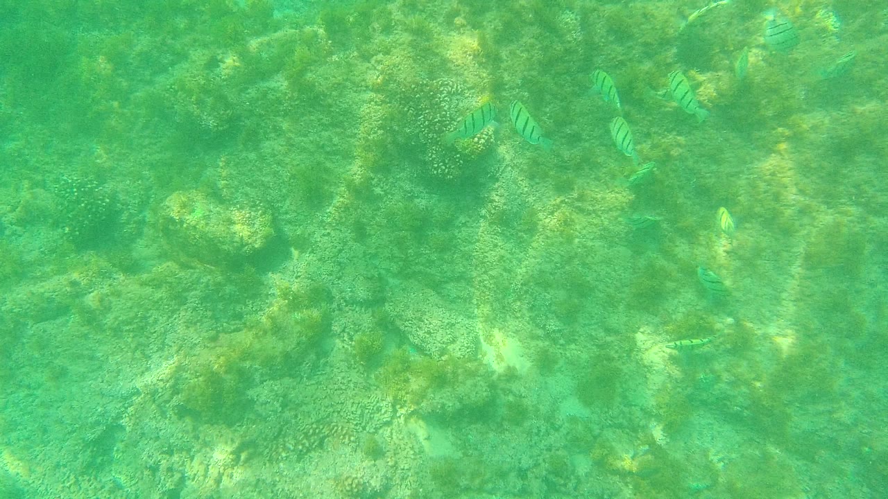 At Palmilla Los Cabos, several small striped fish hover above coral heads and rocky seabed in clear green water, with no visible people.