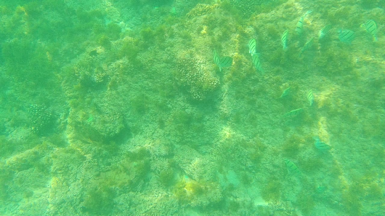 At Palmilla Los Cabos, striped fish are visible across a mottled coral and rock seabed under soft green water, with no visible people.