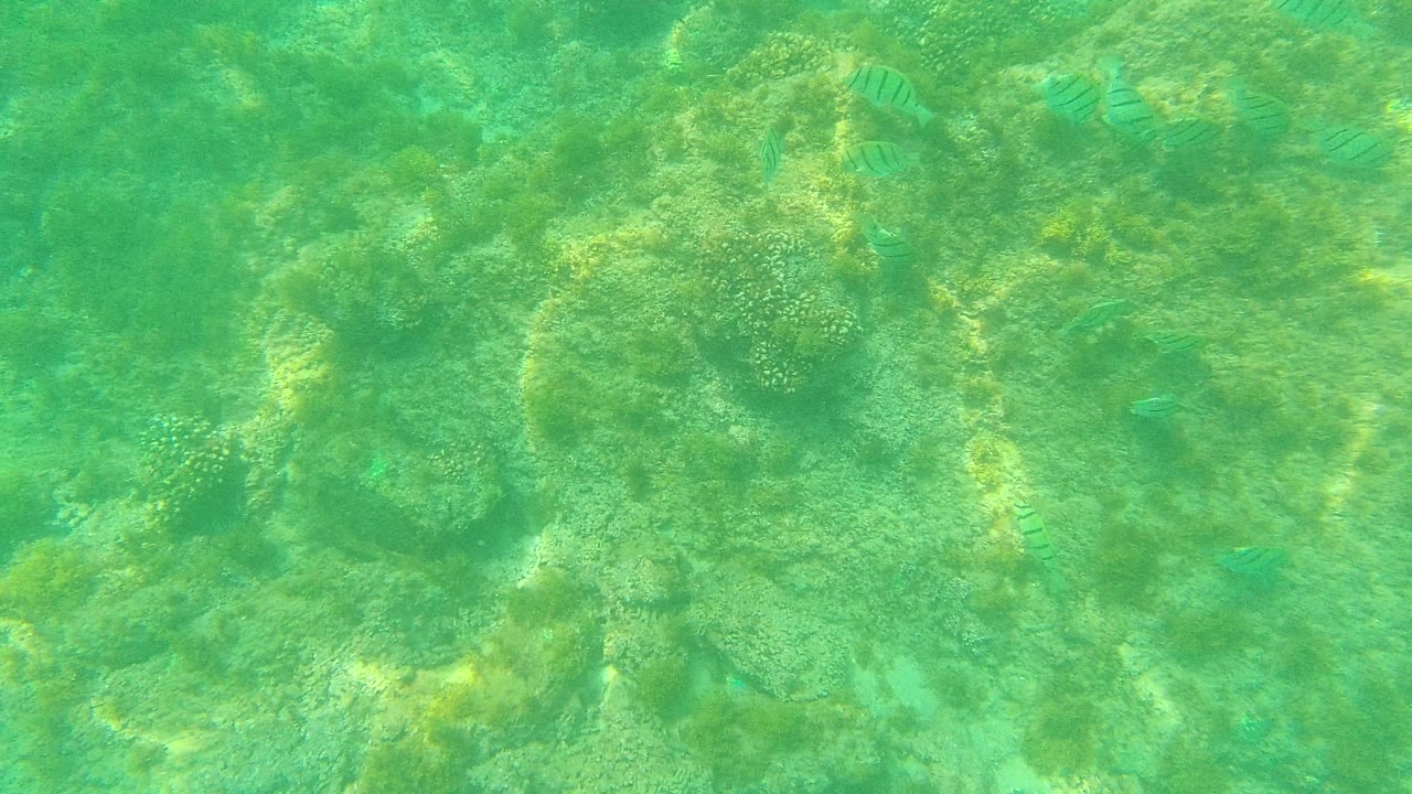 At Palmilla Los Cabos, scattered striped fish sit against a green underwater reef field with coral clusters and rock shadows, with no visible people.