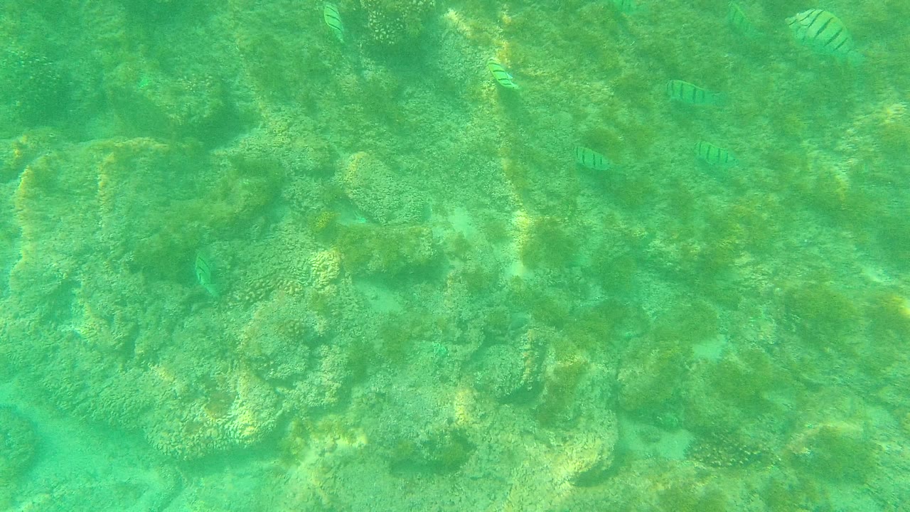 At 0:01 in Palmilla Los Cabos, coral formations fill the frame while small striped fish sit farther apart across the green water, with no visible people.