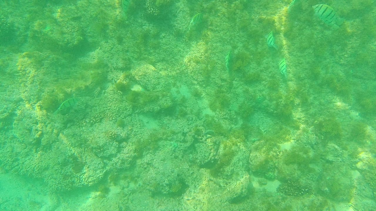 At 0:02 in Palmilla Los Cabos, several striped fish are visible over a mottled coral and rock bottom beneath clear green water, with no visible people.