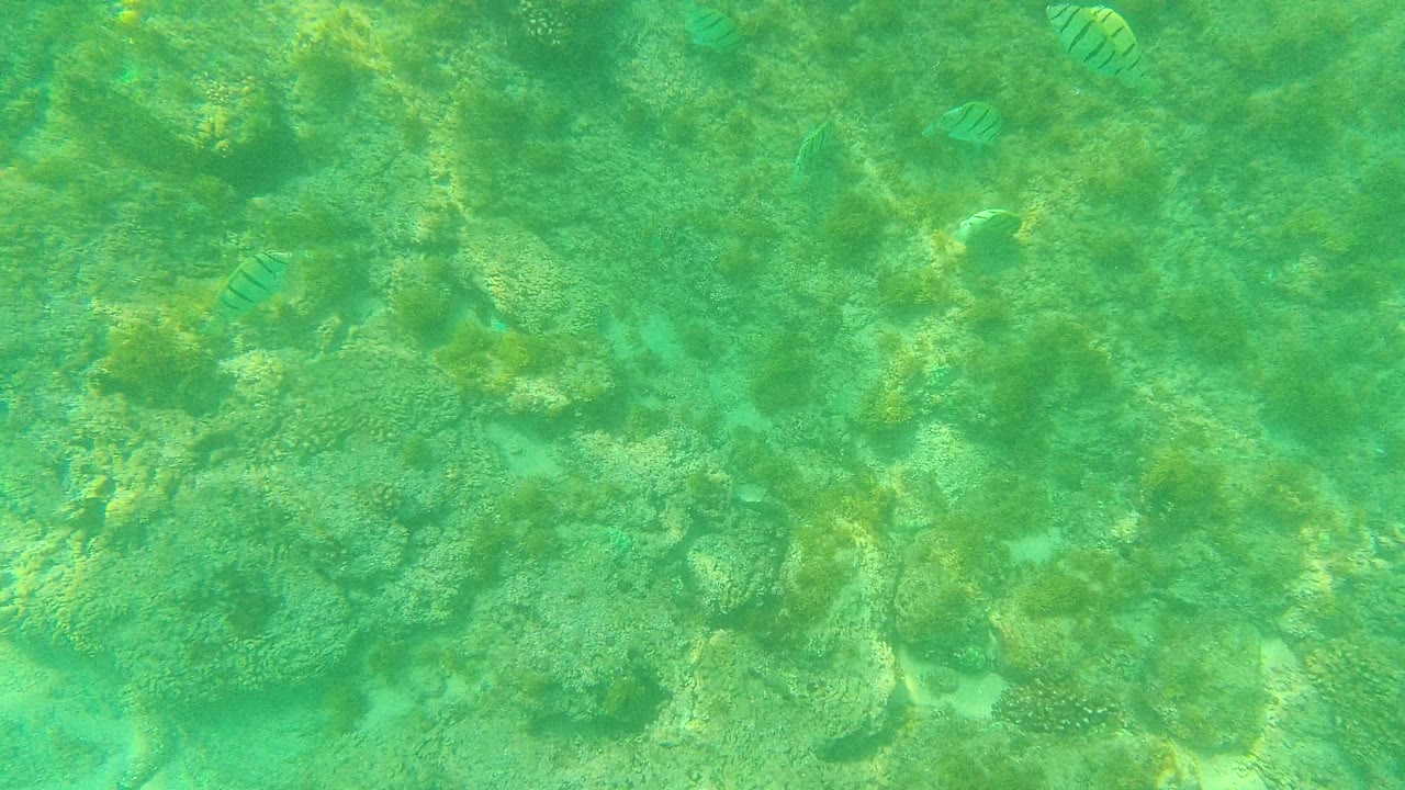 Cluster of striped fish over reef and rocks