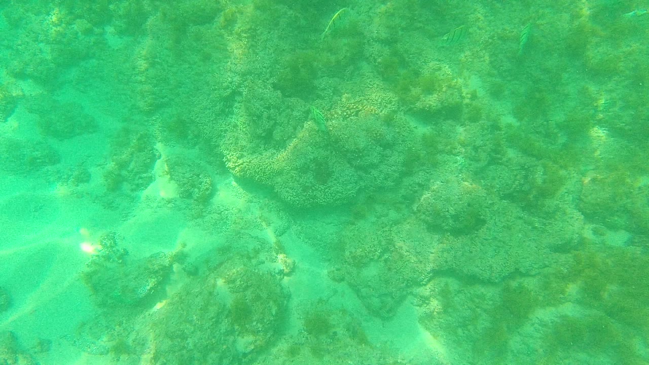 Palmilla Los Cabos reef frame with rounded coral formations, bright sandy gaps, filtered sunlight, and no visible people.